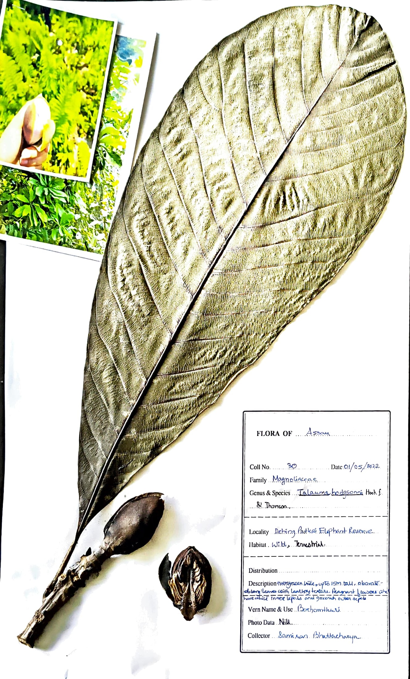 Borhomthuri (Ass.) (Herbarium)
